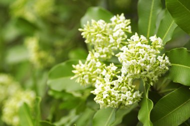 Tahta Ağaç, Şeytan Ağacı, Alstonya Bursu (Linn.) R Br., Çiçekler, bitkiler, Tayland 'ın tıbbi özellikleri vardır.
