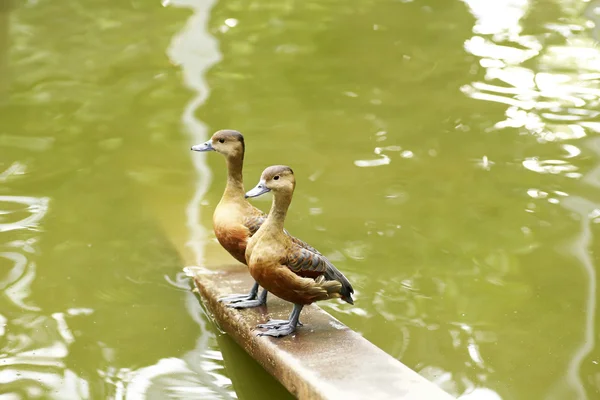 Beau canard colvert dans l'eau — Photo