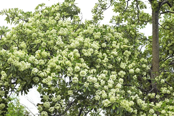 Blackboard Tree, Devil Tree, Alstonia scholaris (Linn.) Ρ. Br., Λουλούδια, βότανα, Ταϊλάνδη έχει φαρμακευτικές ιδιότητες — Φωτογραφία Αρχείου