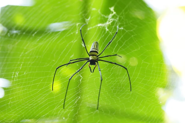 Goldkugelweberspinne im Wald — Stockfoto