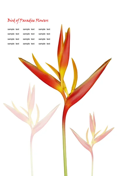 Beautiful orange flowers (Bird of paradise) — Stock Photo, Image