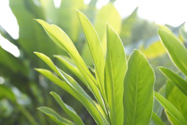 Güneşin altında güzel palmiye yaprakları