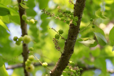 yıldız bektaşi üzümü meyve ağacı üzerinde