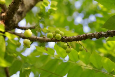 yıldız bektaşi üzümü meyve ağacı üzerinde