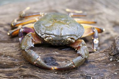 Kıllı bacak dağ Yengeç: Loei, Thailand