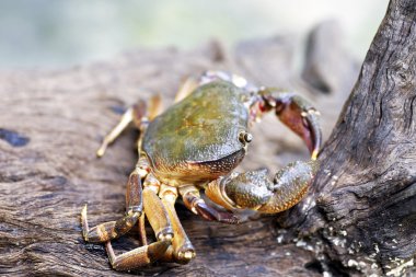 Kıllı bacak dağ Yengeç: Loei, Thailand