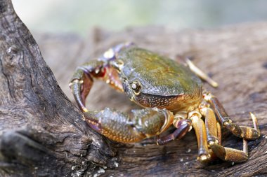 Kıllı bacak dağ Yengeç: Loei, Thailand