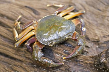 Kıllı bacak dağ Yengeç: Loei, Thailand