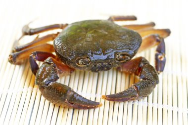 Kıllı bacak dağ Yengeç: Loei, Thailand