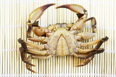 Kıllı bacak dağ Yengeç: Loei, Thailand