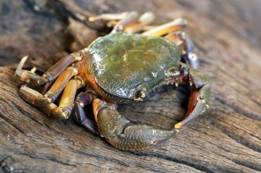 Kıllı bacak dağ Yengeç: Loei, Thailand