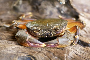 Kıllı bacak dağ Yengeç: Loei, Thailand