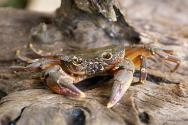 Kıllı bacak dağ Yengeç: Loei, Thailand
