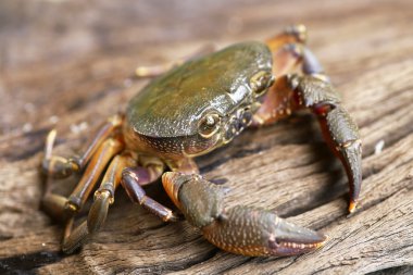 Kıllı bacak dağ Yengeç: Loei, Thailand