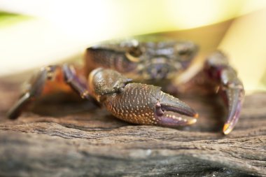 Kıllı bacak dağ Yengeç: Loei, Thailand
