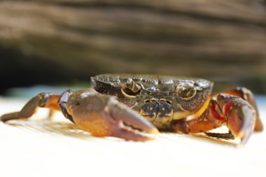 Kıllı bacak dağ Yengeç: Loei, Thailand