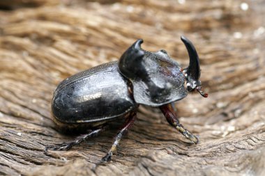 Gergedan böceği (Oryctes nasicornis) ile güzel arka plan