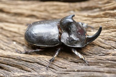 Gergedan böceği (Oryctes nasicornis) ile güzel arka plan