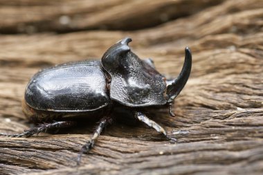 Gergedan böceği (Oryctes nasicornis) ile güzel arka plan