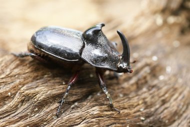 Gergedan böceği (Oryctes nasicornis) ile güzel arka plan