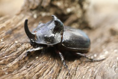 Gergedan böceği (Oryctes nasicornis) ile güzel arka plan