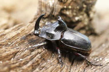 Gergedan böceği (Oryctes nasicornis) ile güzel arka plan
