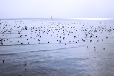 Göçmen martılar Bang Pu deniz kenarına akın