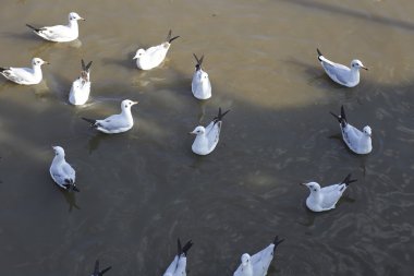 Göçmen martılar Bang Pu deniz kenarına akın