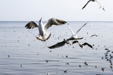 Göçmen martılar Bang Pu deniz kenarına akın