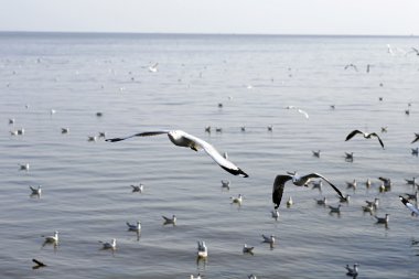 Göçmen martılar Bang Pu deniz kenarına akın