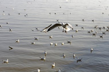 Göçmen martılar Bang Pu deniz kenarına akın