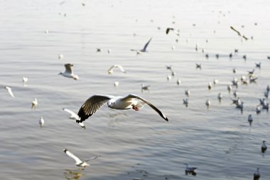 Göçmen martılar Bang Pu deniz kenarına akın