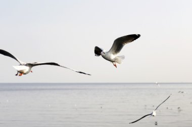 Göçmen martılar Bang Pu deniz kenarına akın