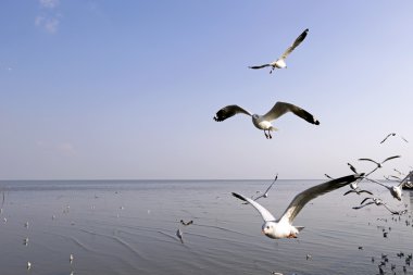Göçmen martılar Bang Pu deniz kenarına akın