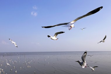 Göçmen martılar Bang Pu deniz kenarına akın