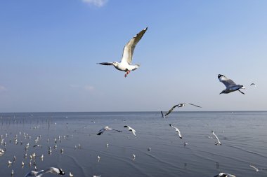 Göçmen martılar Bang Pu deniz kenarına akın