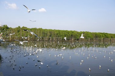 Göçmen martılar Bang Pu deniz kenarına akın