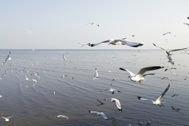 Göçmen martılar Bang Pu deniz kenarına akın