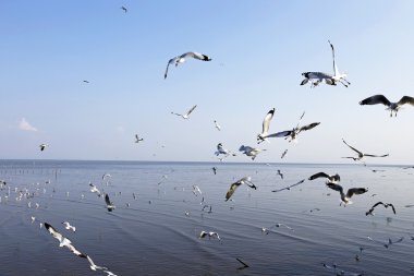Göçmen martılar Bang Pu deniz kenarına akın