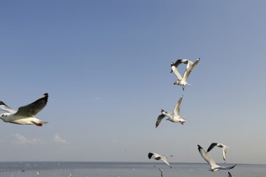 Göçmen martılar Bang Pu deniz kenarına akın