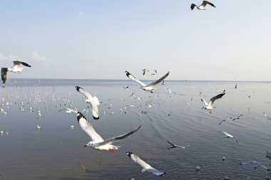 Göçmen martılar Bang Pu deniz kenarına akın