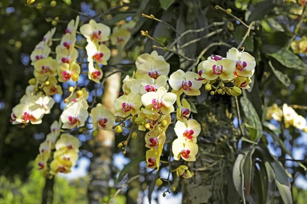 Variedade de orquídea no jardim verde — Fotografia de Stock