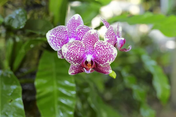 Odrůda orchideje v zelené zahradě — Stock fotografie