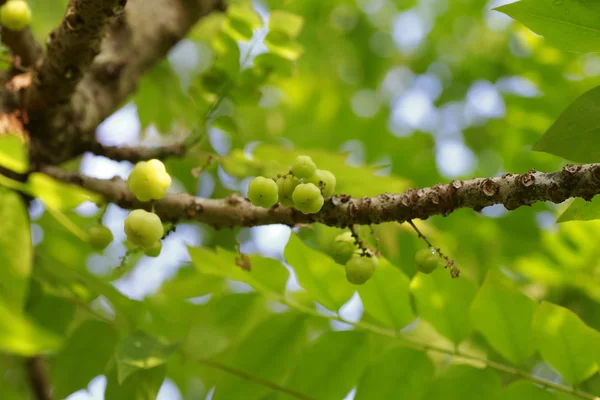 Sterren kruisbes fruit op boom — Stockfoto