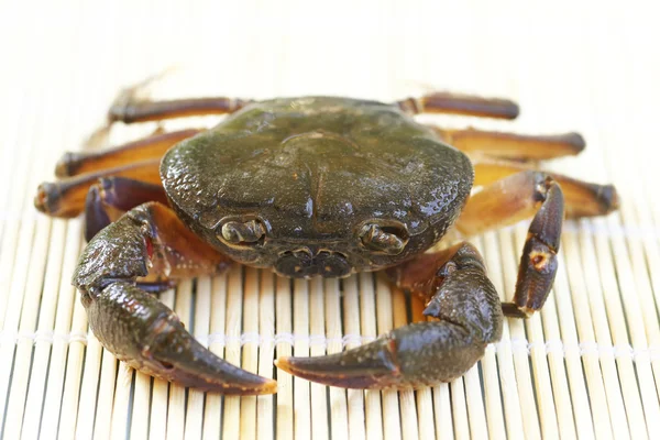 Hairy leg mountain crab at Loei,Thailand — Stock Photo, Image