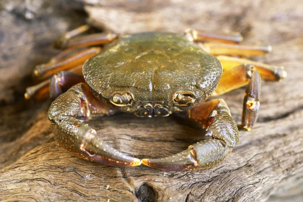 Hairy leg mountain crab at Loei,Thailand — Stock Photo, Image