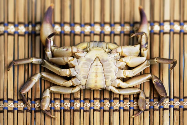 Caranguejo peludo em Loei, Tailândia — Fotografia de Stock