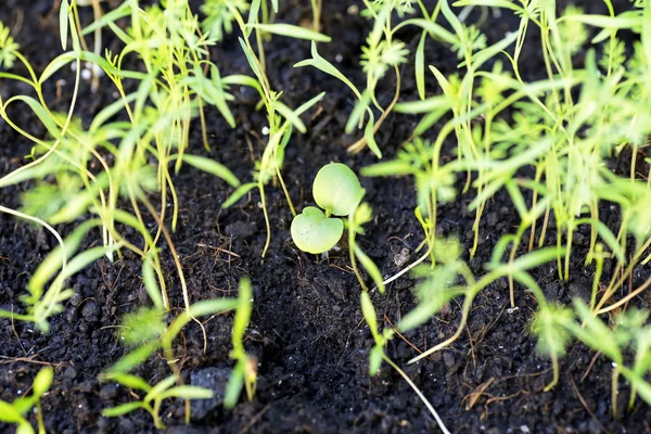 Pequeña planta en la pila de tierra en el jardín —  Fotos de Stock