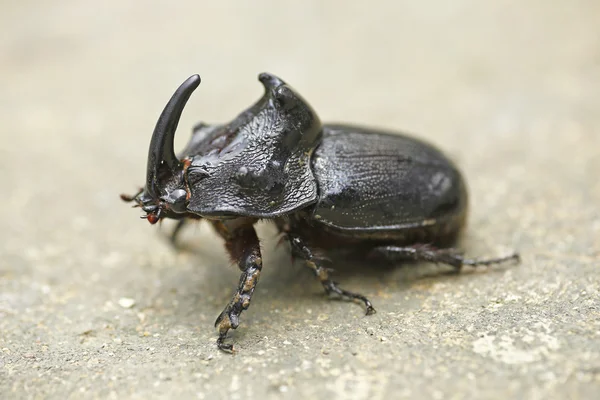 Escarabajo rinoceronte (Oryctes nasicornis) con hermoso fondo — Foto de Stock