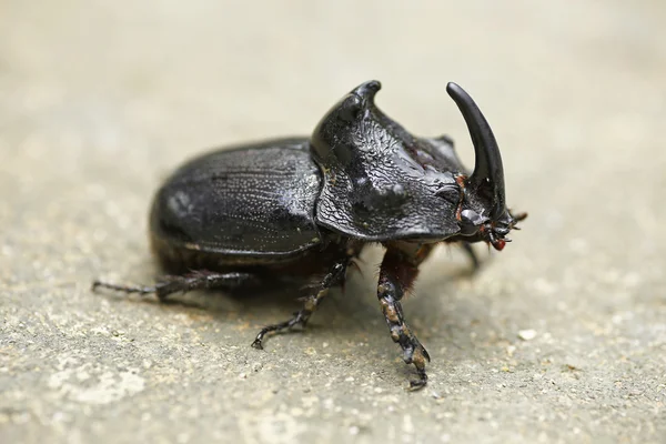 Escarabajo rinoceronte (Oryctes nasicornis) con hermoso fondo — Foto de Stock
